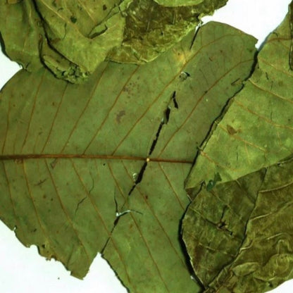 Organic Dried Soursop Leaves
